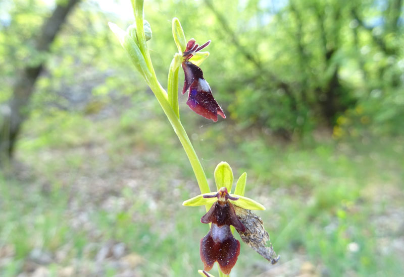 Ophrys insectifera subsp. insectifera